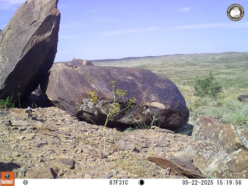 A photograph of a Pallas&#039;s cat from Koshkar camera trap