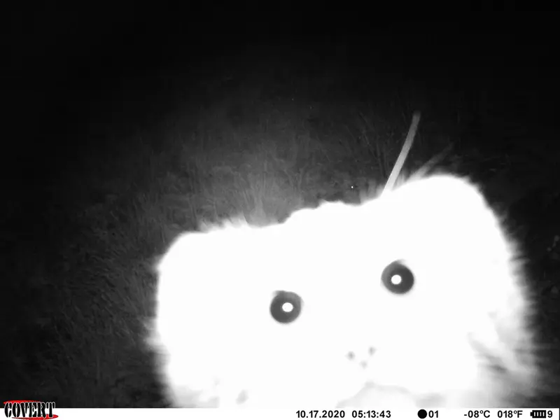 A photograph of a Pallas's cat