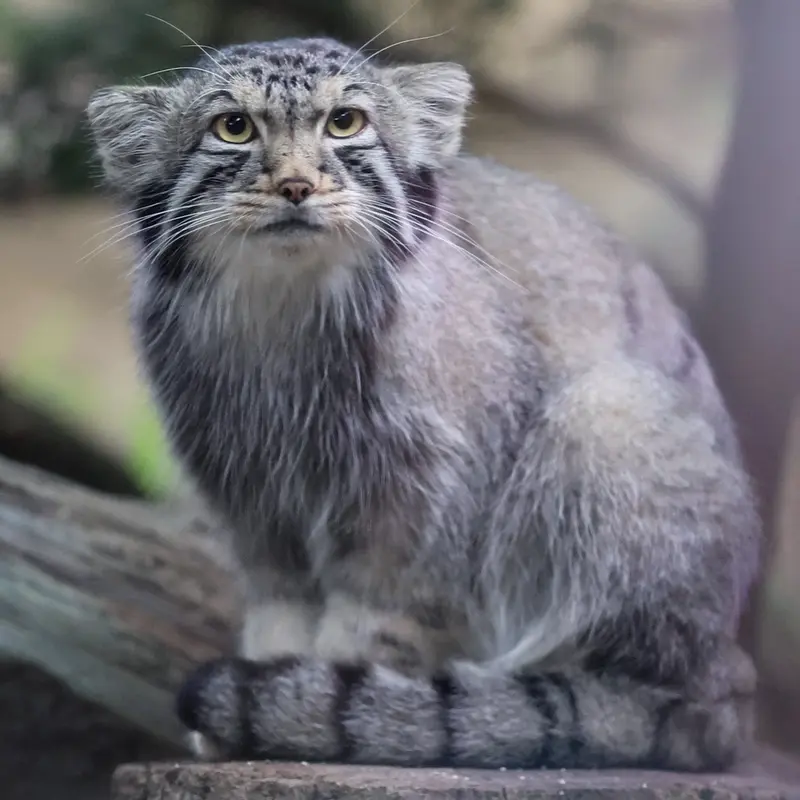 A photograph of Nagomu in Nasu Animal Kingdom