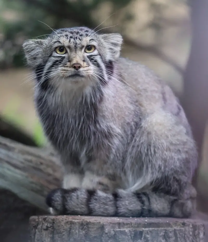 A photograph of Nagomu in Nasu Animal Kingdom