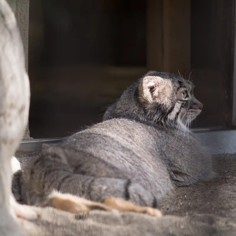 A photograph of Figa in Nogeyama Zoo