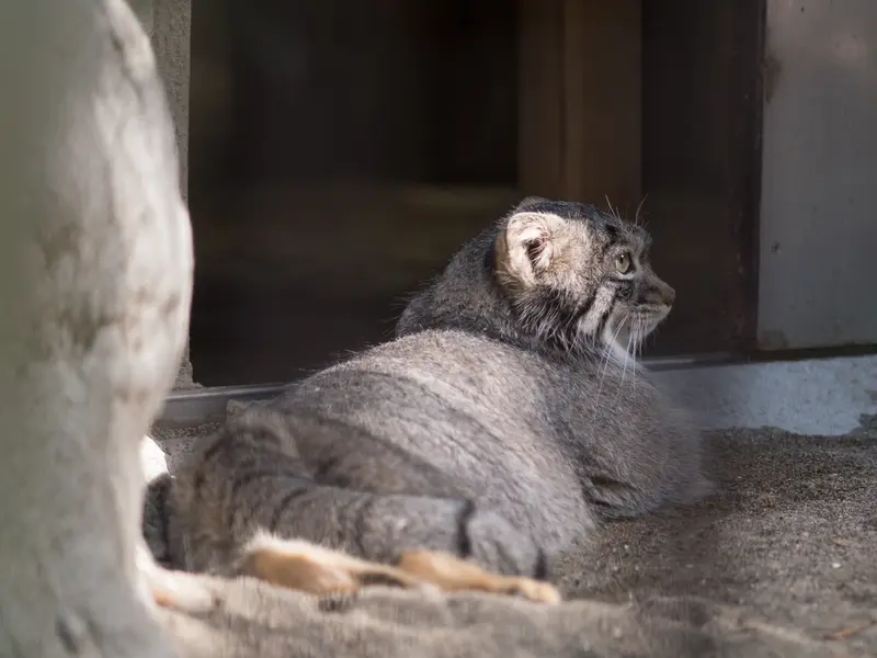 A photograph of Figa in Nogeyama Zoo
