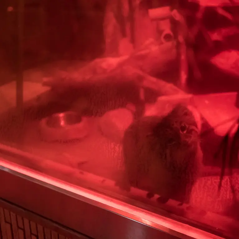 A photograph of Naim in Ueno Zoological Gardens
