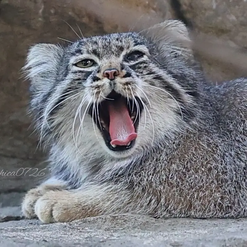 A photograph of Abrikos in Nasu Animal Kingdom