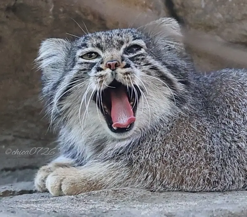 A photograph of Abrikos in Nasu Animal Kingdom