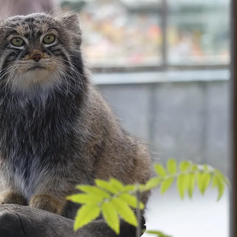 A photograph of Timofey in Moscow zoo
