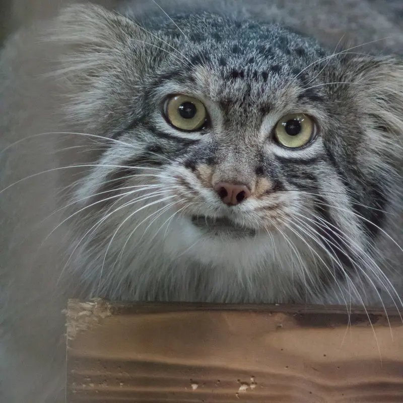 A photograph of Figa in Nogeyama Zoo