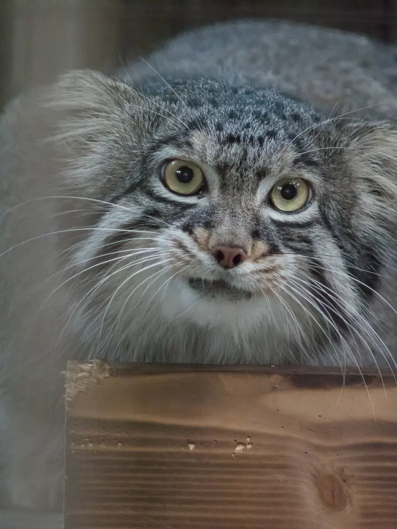 A photograph of Figa in Nogeyama Zoo