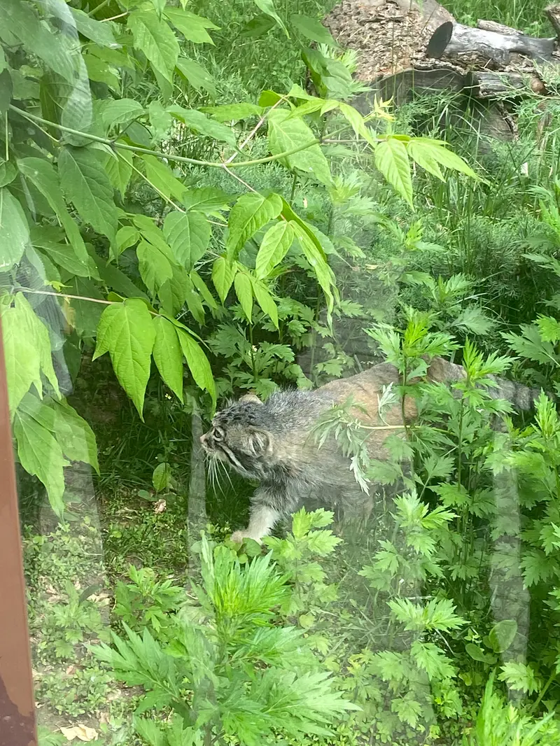 A photograph of a Pallas's cat