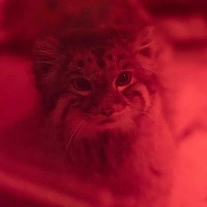 A photograph of Naim in Ueno Zoological Gardens