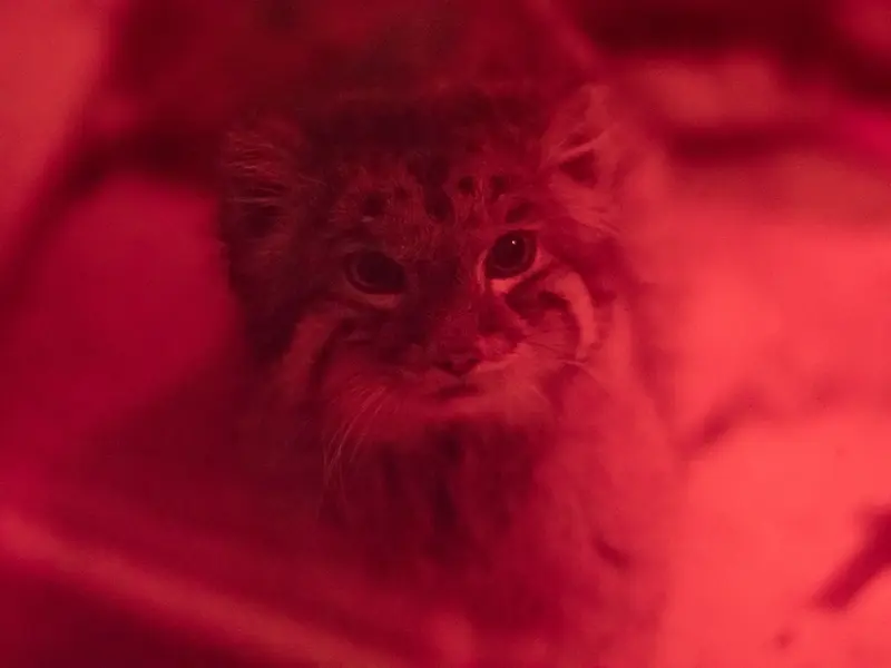 A photograph of Naim in Ueno Zoological Gardens