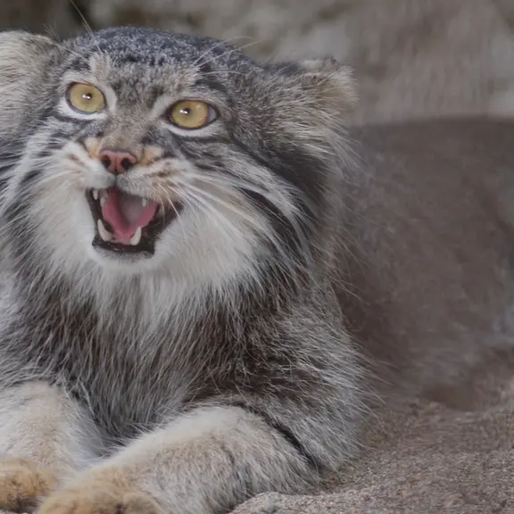 A photograph of a Pallas's cat in Nogeyama Zoo