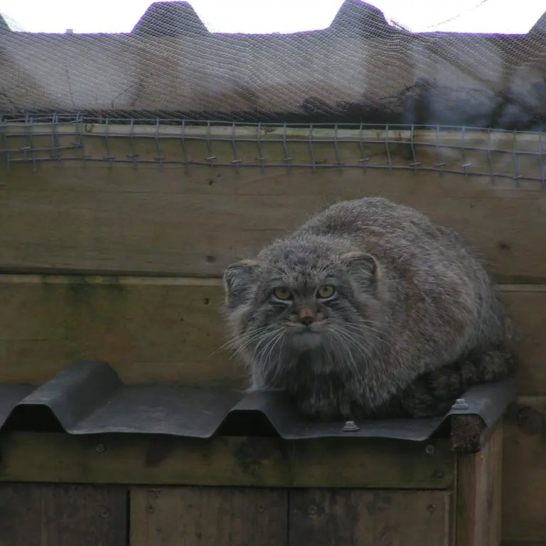 A photograph of Altai in The Lakeland Wildlife Oasis