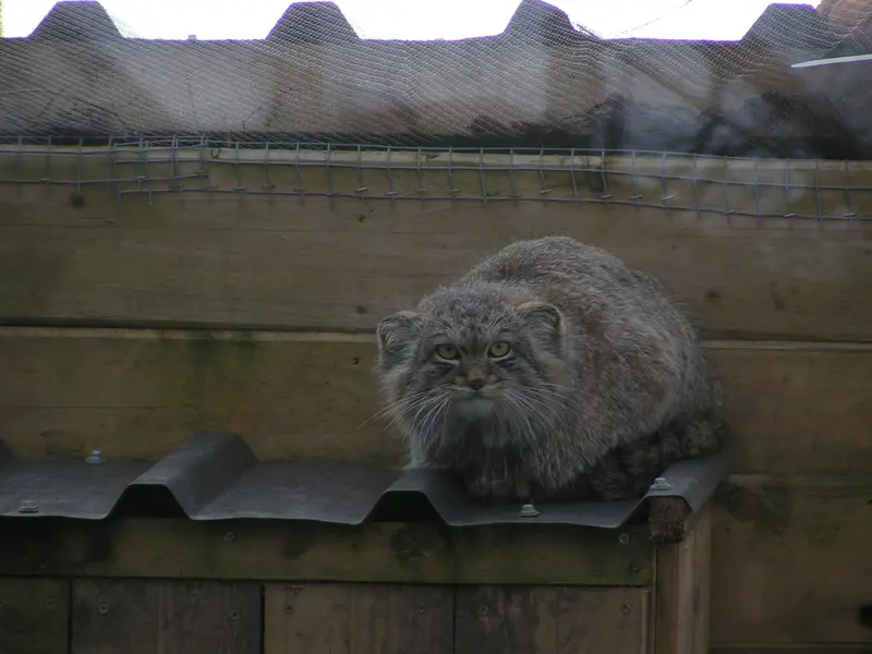 A photograph of Altai in The Lakeland Wildlife Oasis
