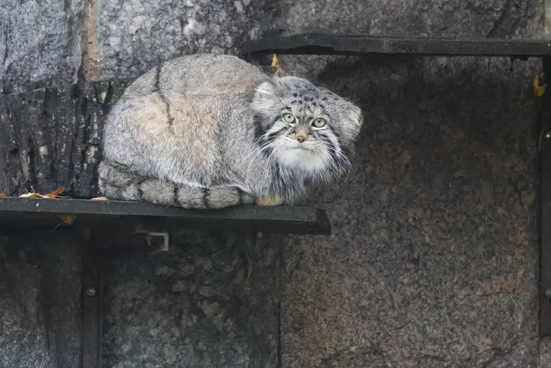 A photograph of Timofey in Moscow zoo
