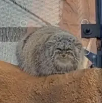 A photograph of a Pallas's cat