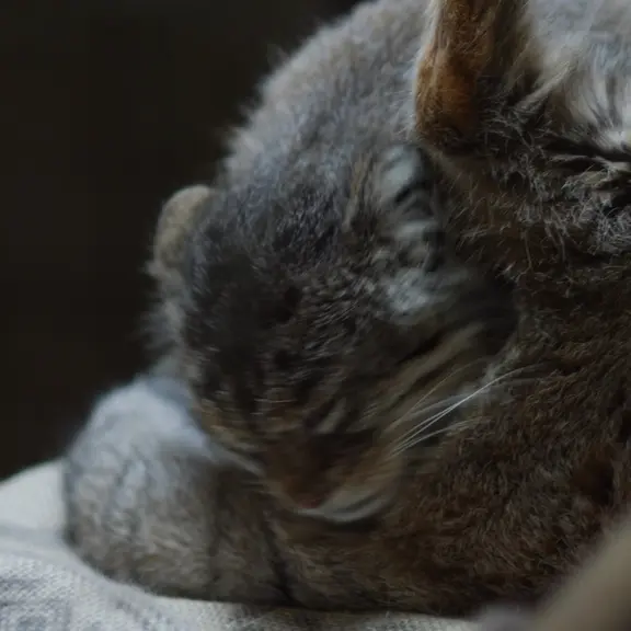 A photograph of a Pallas's cat in Ueno Zoological Gardens