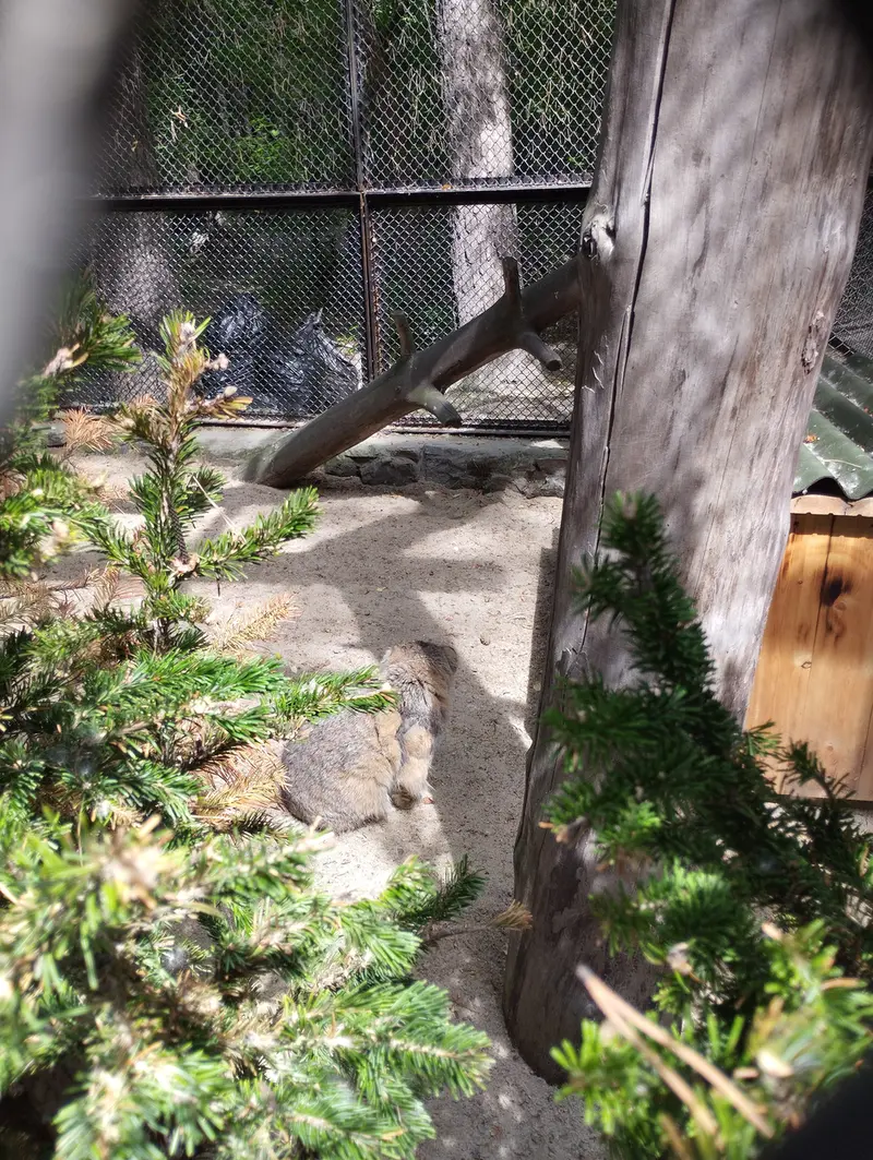 A photograph of Zelenogorsk in Novosibirsk Zoo