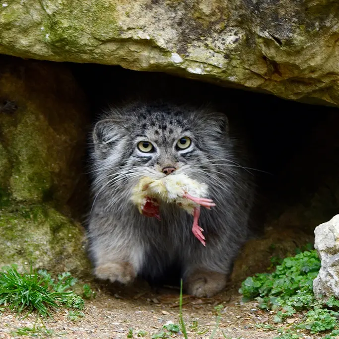 A photograph of Namuu in Port Lympne Wild Animal Park