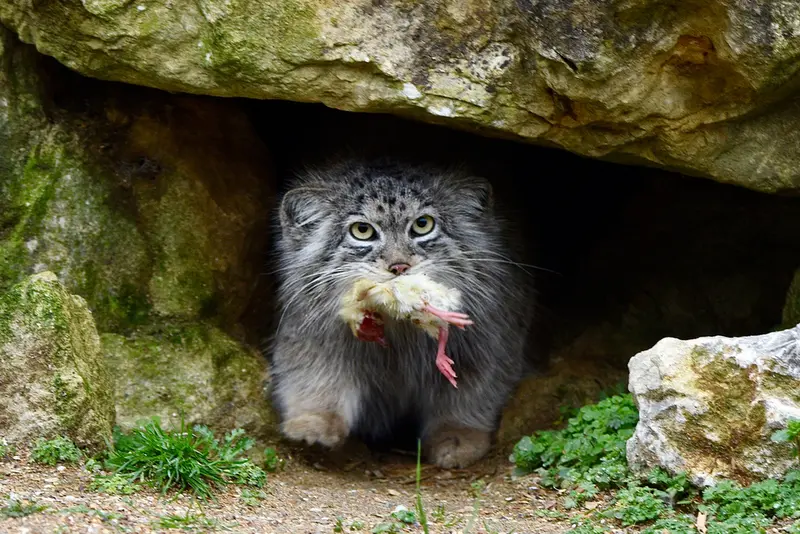 A photograph of Namuu in Port Lympne Wild Animal Park