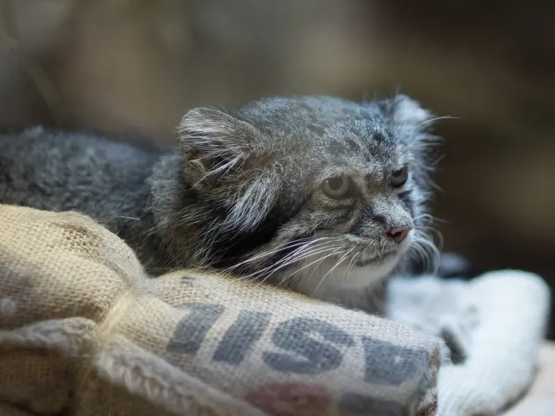 A photograph of Klyon in Ueno Zoological Gardens