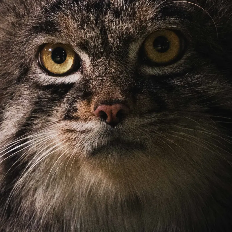 A photograph of a Pallas's cat