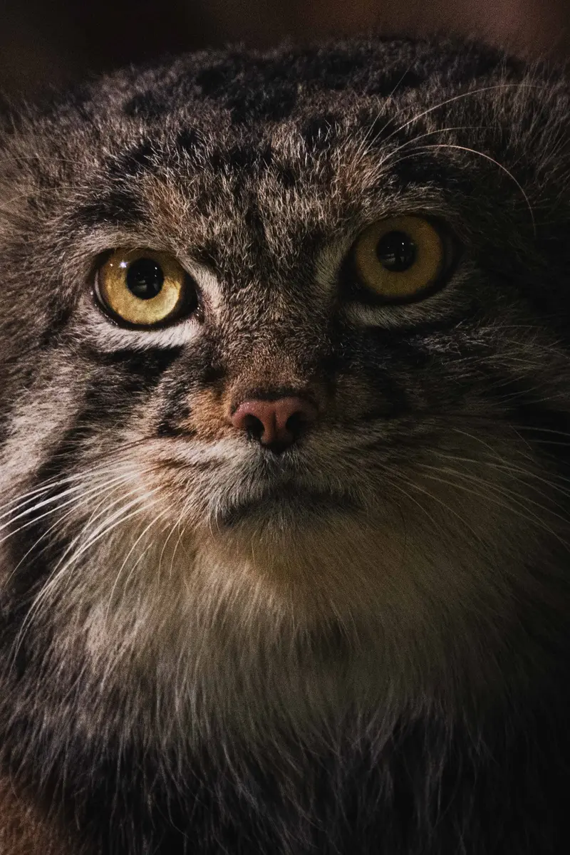 A photograph of a Pallas's cat