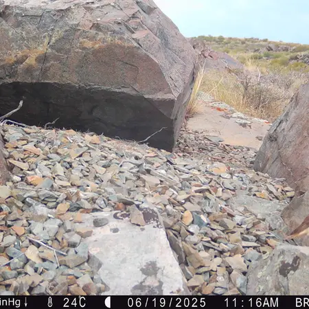 A photograph of a Pallas's cat from Kiikbai camera trap