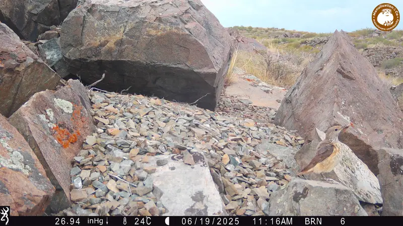A photograph of a Pallas's cat from Kiikbai camera trap