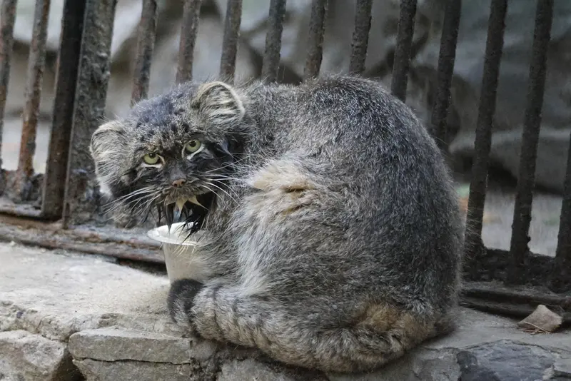 A photograph of Marik in Novosibirsk Zoo