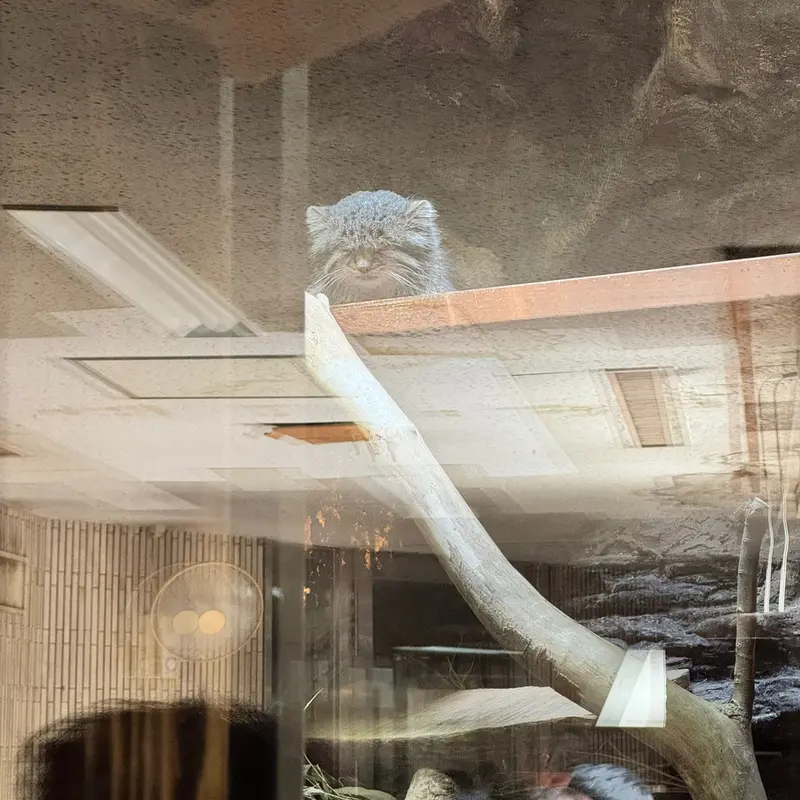 A photograph of a Pallas's cat in Ueno Zoological Gardens