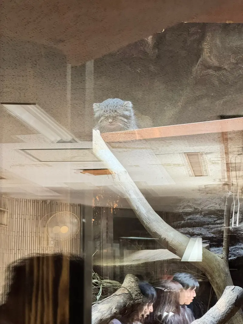 A photograph of a Pallas's cat in Ueno Zoological Gardens