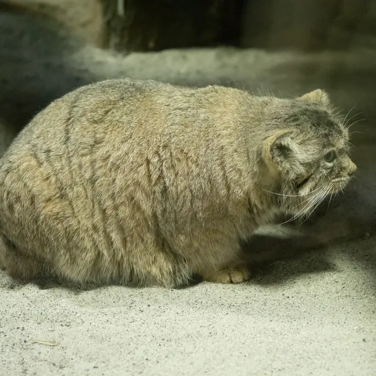 A photograph of Primula in Ueno Zoological Gardens