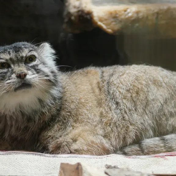 A photograph of a Pallas's cat in Ueno Zoological Gardens