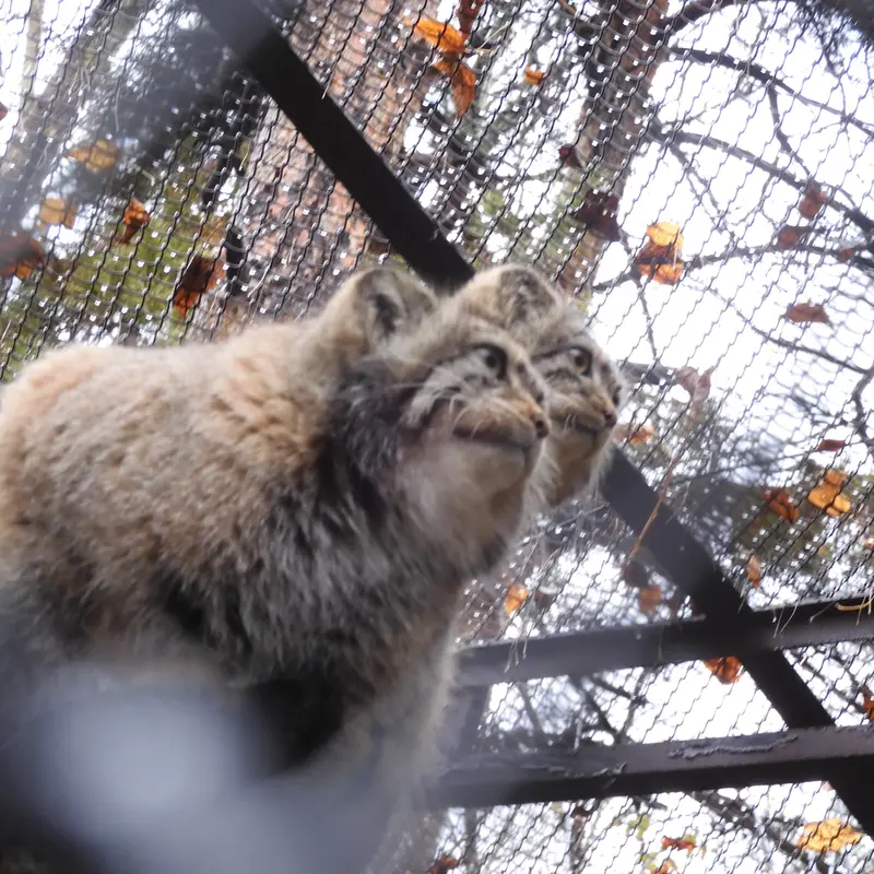 A photograph of Eve in Novosibirsk Zoo