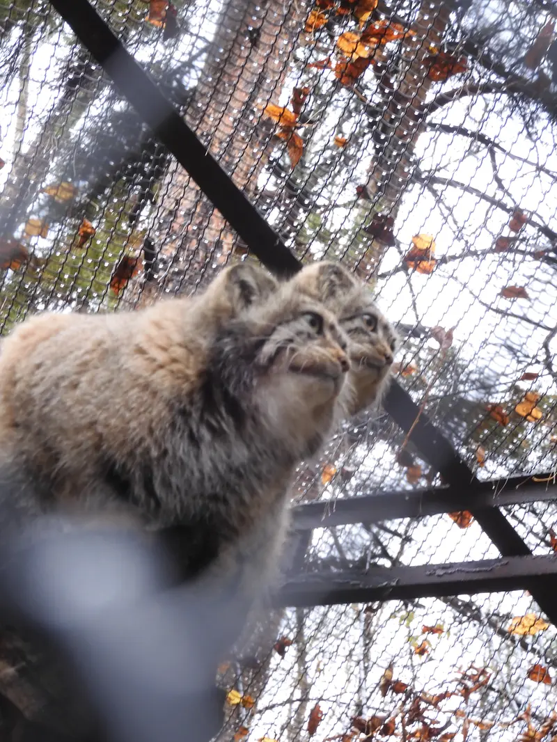 A photograph of Eve in Novosibirsk Zoo