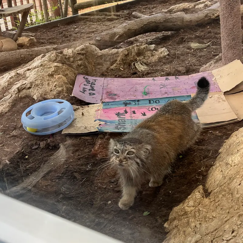 A photograph of Norbu in Mill Mountain Zoo