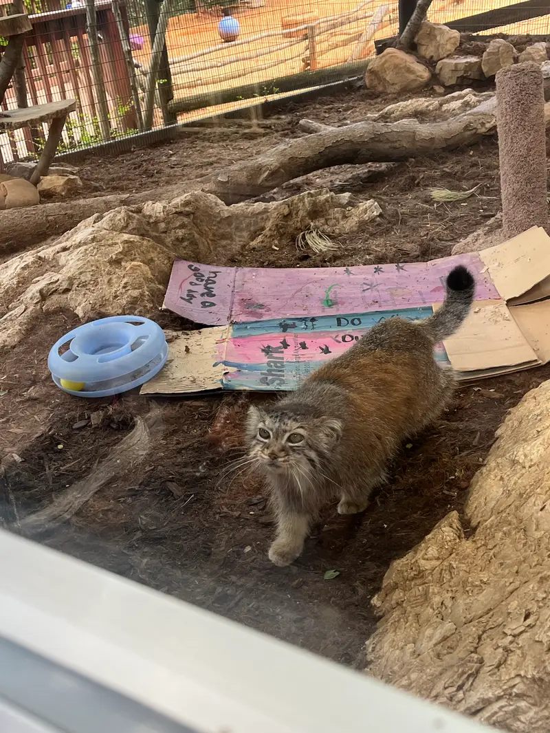 A photograph of Norbu in Mill Mountain Zoo