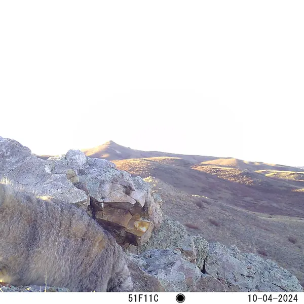 A photograph of Otocolobus manul manul from Besshoky 1 camera trap