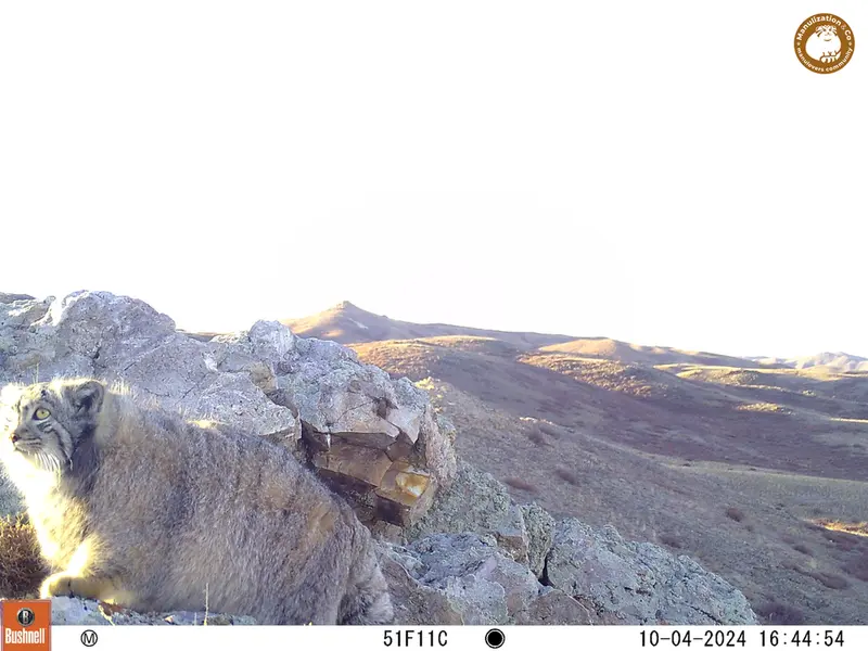 A photograph of Otocolobus manul manul from Besshoky 1 camera trap