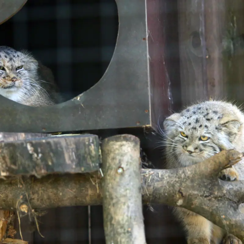 A photograph of Alani and Kitten of Alani b.2026 Ⅱ in Košice Zoo