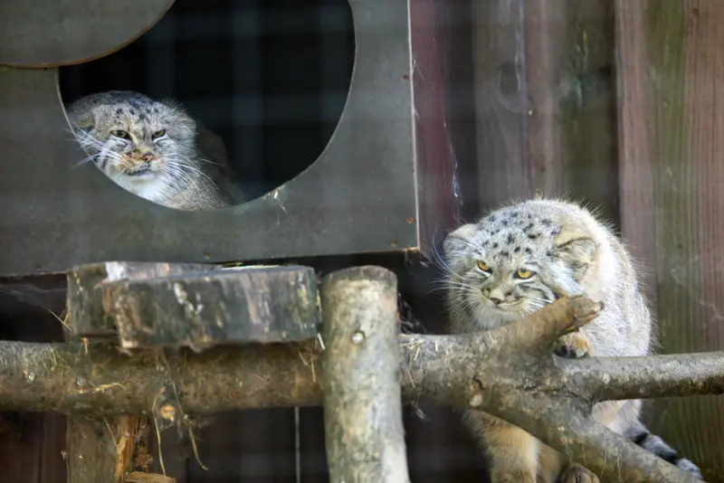 A photograph of Alani and Kitten of Alani b.2026 Ⅱ in Košice Zoo