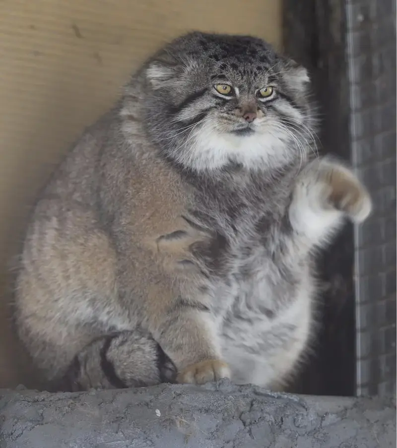 Can you find the most evil photo of a pallas cat?