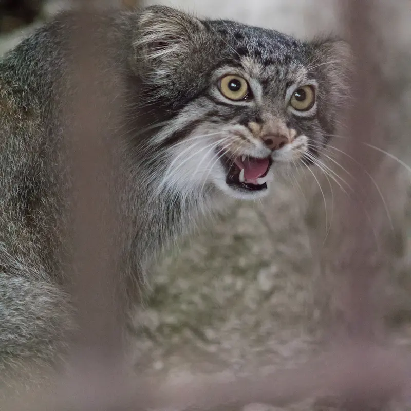 A photograph of Figa in Nogeyama Zoo