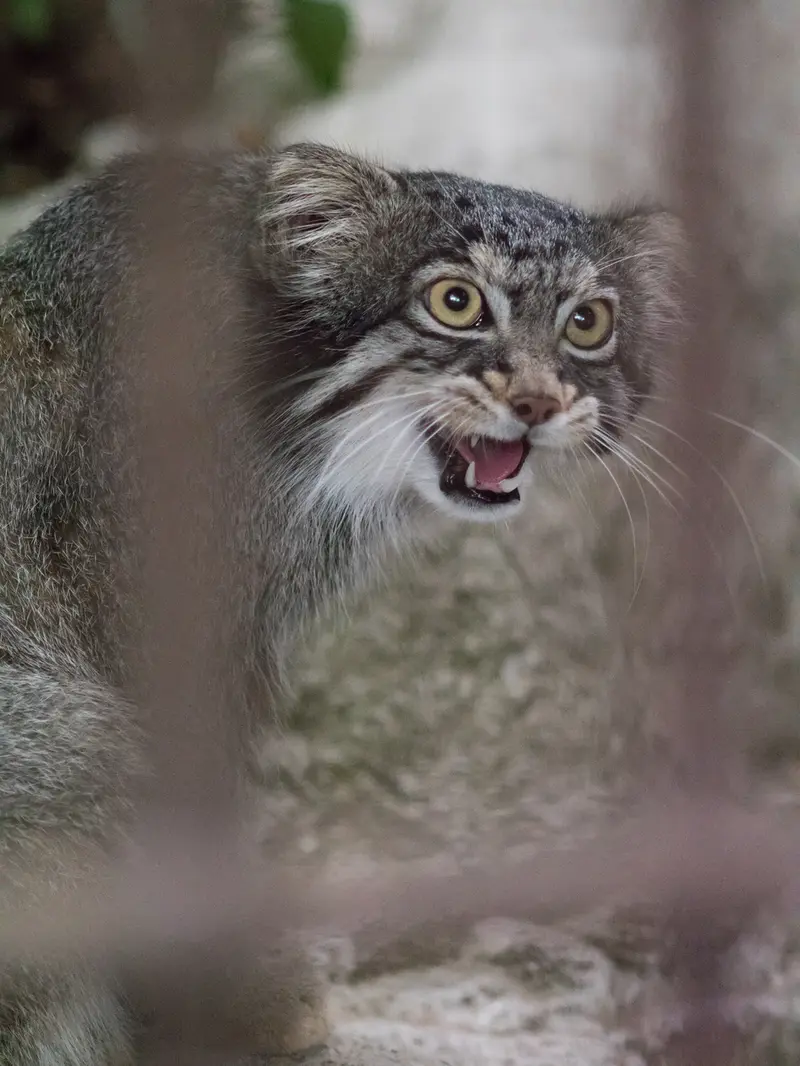 A photograph of Figa in Nogeyama Zoo