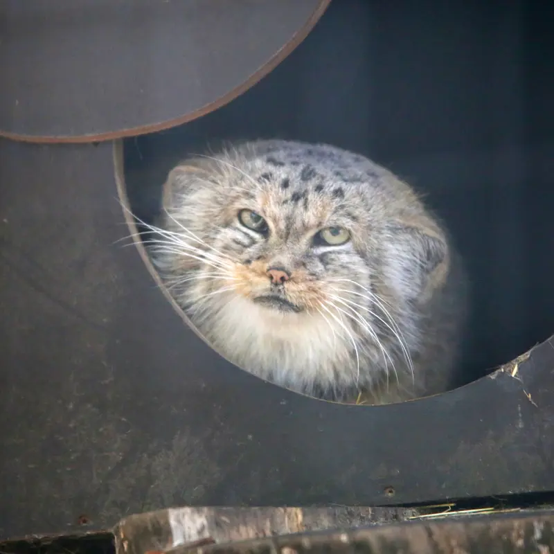 A photograph of Alani in Košice Zoo