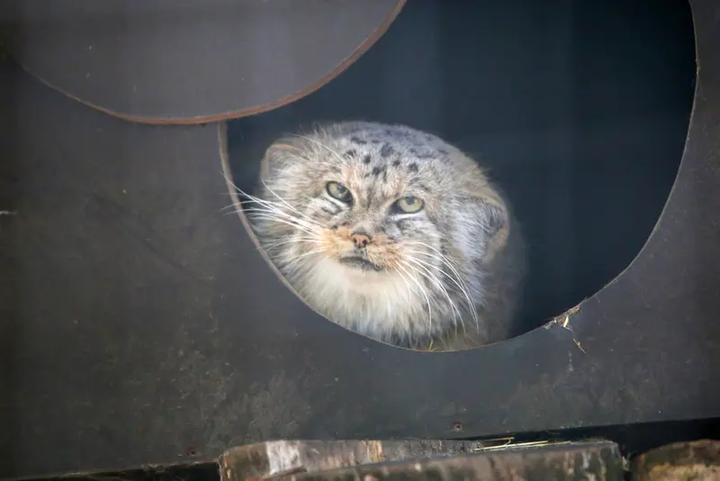 A photograph of Alani in Košice Zoo