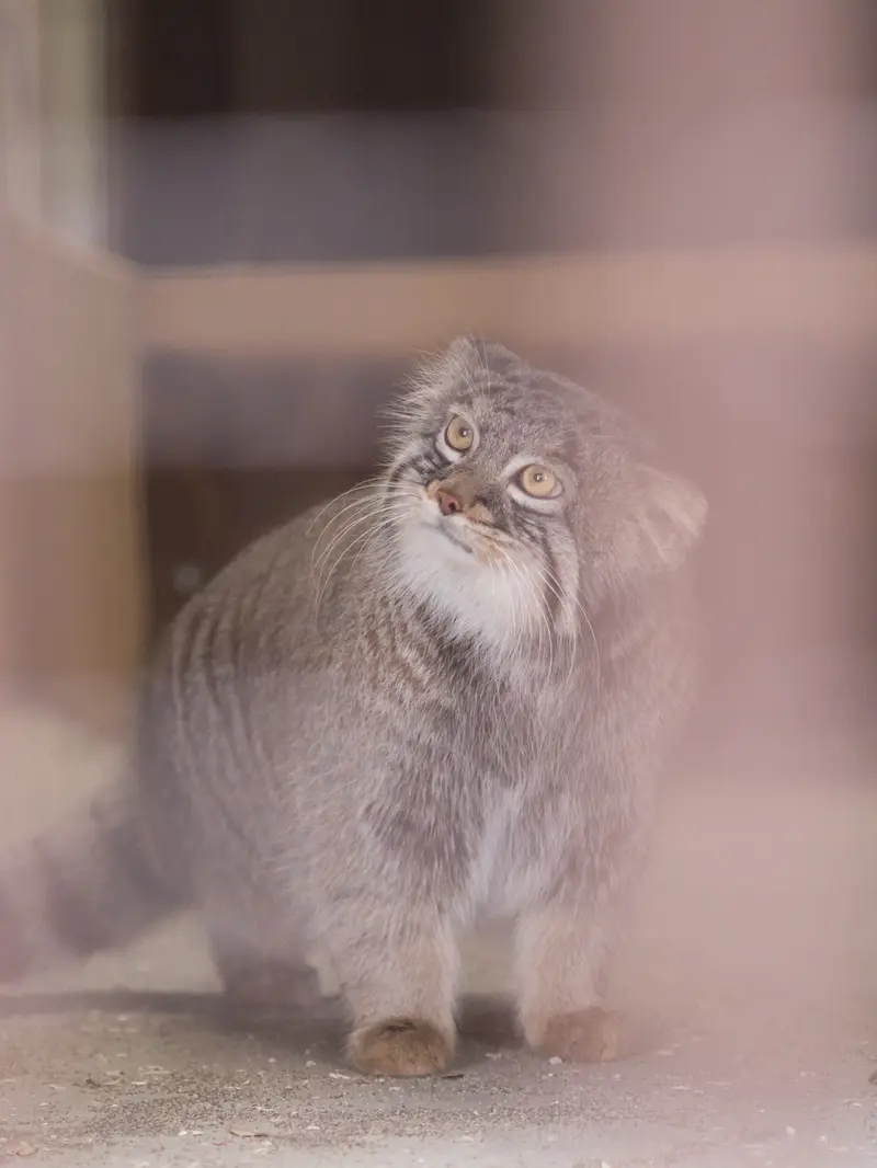 A photograph of Figa in Nogeyama Zoo