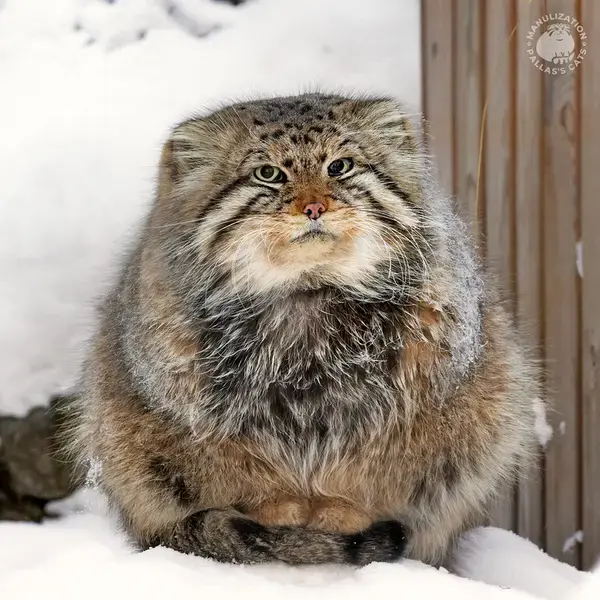 A photograph of a Pallas's cat