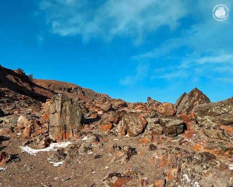 A photograph of a Pallas's cat